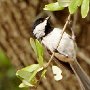 chickadee_DSC2610-5by7-150