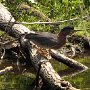 green-heron-fishing_DSC2641-5by7