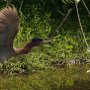 green-heron-flying_DSC2642-7by5