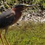 green-heron_DSC2625-150-7by5