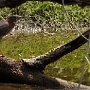 green-heron_DSC2625-7by5