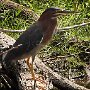 green-heron_DSC2640-150-5by7-close