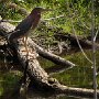 green-heron_DSC2640-5by7