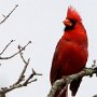 male-cardinal_DSC2597-150-5by7