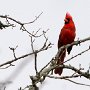 male-cardinal_DSC2597-5by7