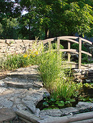 Water Garden viewed from Screened Porch