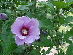 Althea (Rose of Sharon)