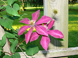 Clematis