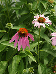 Echinacea