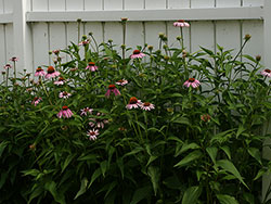 Echinacea flowers