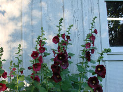 Hollyhocks