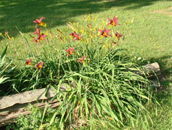 Lillies around split rail fence