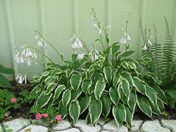 Flowers in Water Garden Area