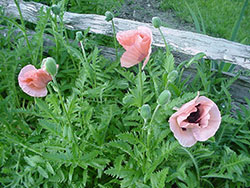 Pink flowers  with split rail fence