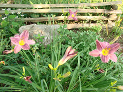 Liliies and split rail fence