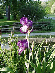 Irises in front of split rail fence