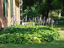 Side garden hostas