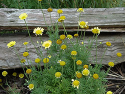 Yellow flowers in front of split rail fence