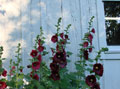 Flowers behind Carriage House