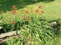 Flowers at driveway entry