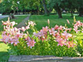 Lillies near driveway