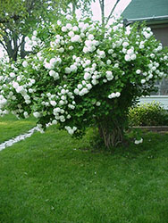 White flowering bush