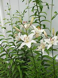 White Lillies